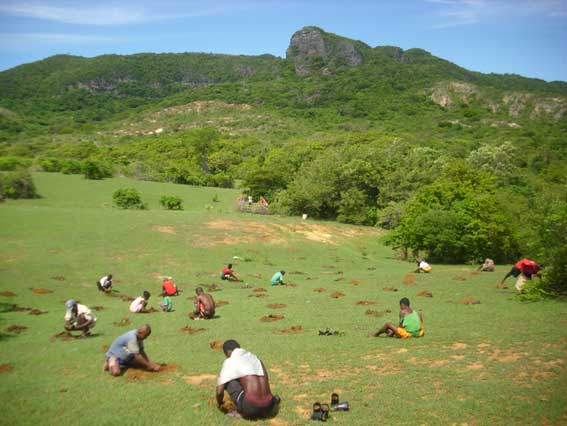 reafforestation