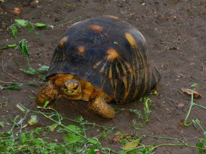 tortue