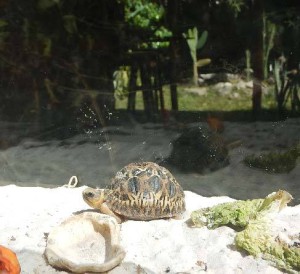 tortue1