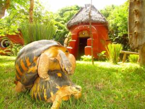 tortues