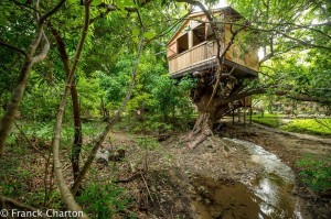 Junglehouse          