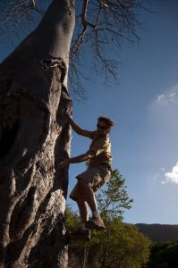 baobab    